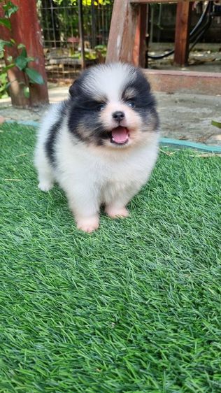 ปอมแท้เริ่ม4900 รูปที่ 13