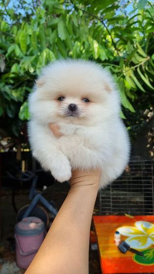 ปอมแท้เริ่ม4900 รูปที่ 11