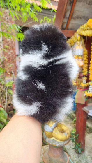 ปอมแท้เริ่ม4900 รูปที่ 4