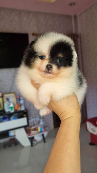 ปอมแท้เริ่ม4900 รูปที่ 6