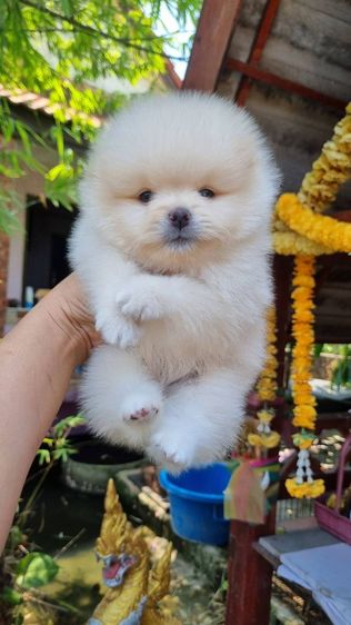 ปอมแท้เริ่ม4900 รูปที่ 9