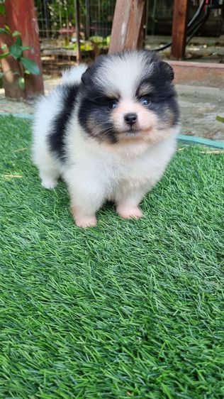 ปอมแท้เริ่ม4900 รูปที่ 15