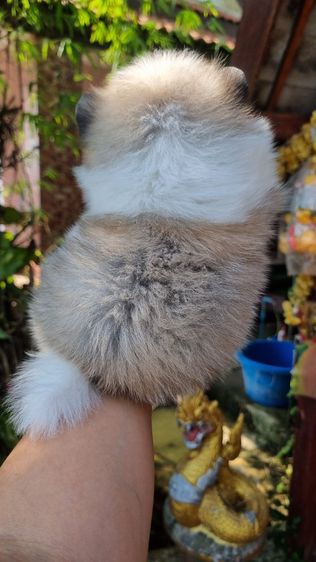 ปอมแท้เริ่ม4900 รูปที่ 8