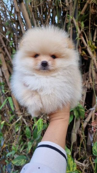 ปอมแท้เริ่ม4900