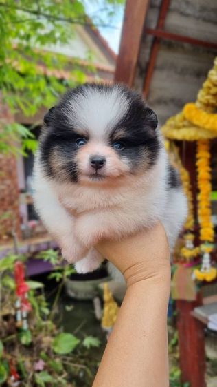 ปอมแท้เริ่ม4900 รูปที่ 3