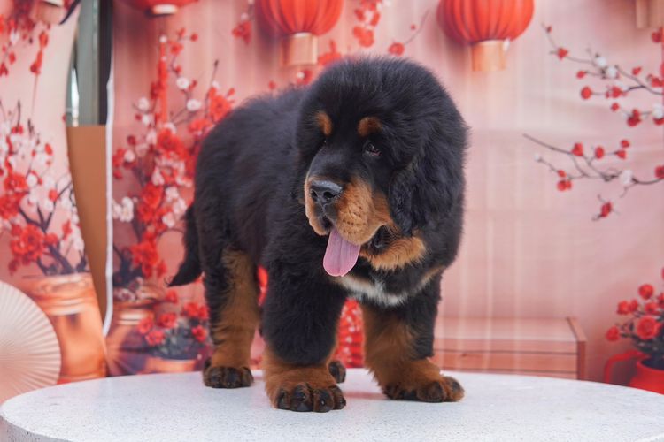 ทิเบตัน นำเข้า