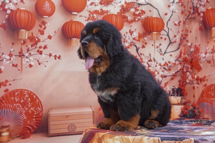 ทิเบตัน นำเข้า รูปที่ 6