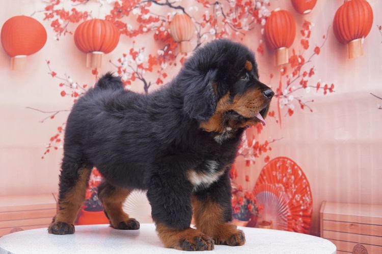 ทิเบตัน นำเข้า รูปที่ 10