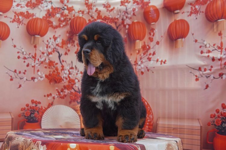 ทิเบตัน นำเข้า รูปที่ 8