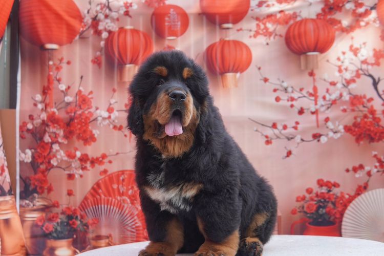 ทิเบตัน นำเข้า รูปที่ 3