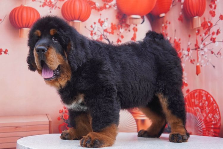 ทิเบตัน นำเข้า รูปที่ 9