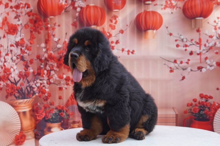 ทิเบตัน นำเข้า รูปที่ 5