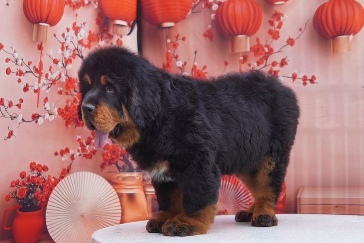 ทิเบตัน นำเข้า รูปที่ 2