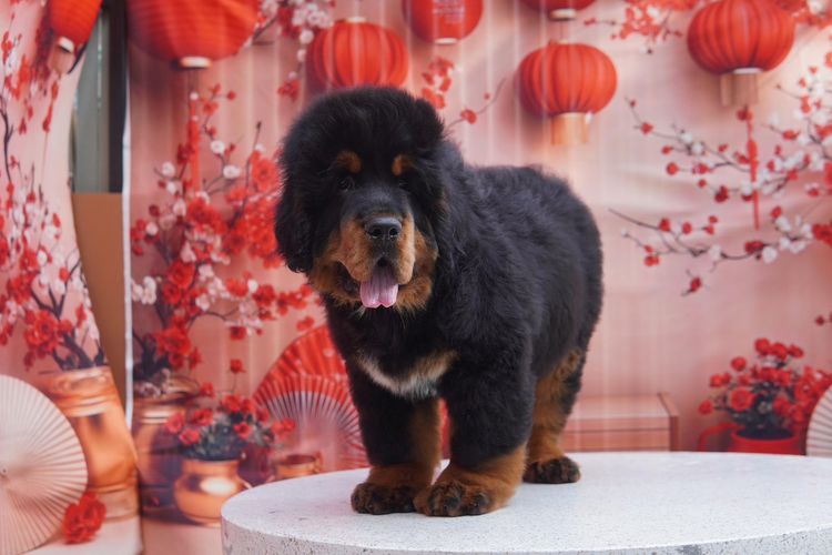 ทิเบตัน นำเข้า รูปที่ 4