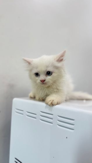 แมวเปอร์เซีย รูปที่ 2