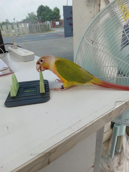 หาบ้านครับ รูปที่ 5