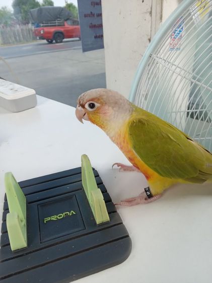 หาบ้านครับ