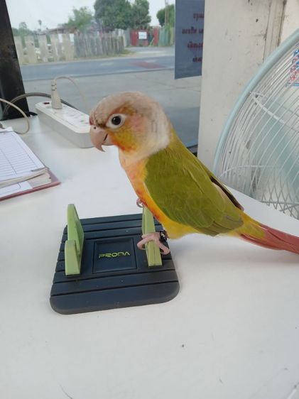 หาบ้านครับ รูปที่ 2