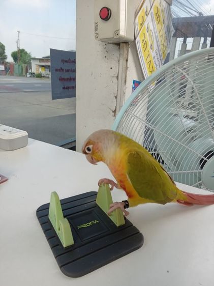 หาบ้านครับ รูปที่ 6