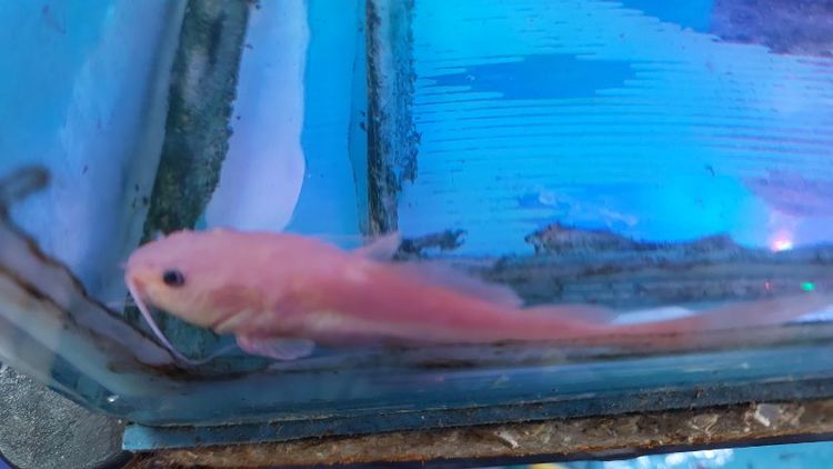 ปลาเรดเทลเผือก รูปที่ 2