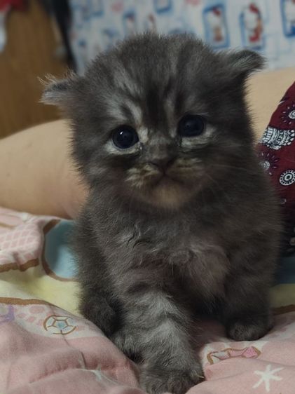 แมวเปอร์เซีย รูปที่ 4