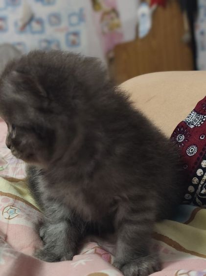 แมวเปอร์เซีย รูปที่ 6