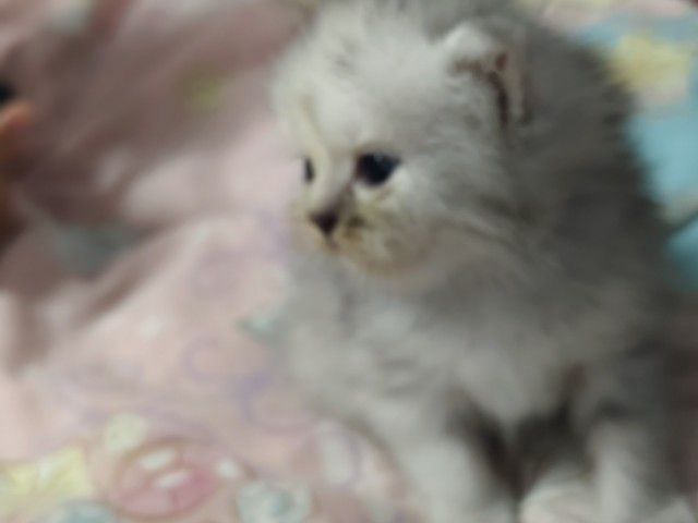 แมวเปอร์เซีย รูปที่ 2