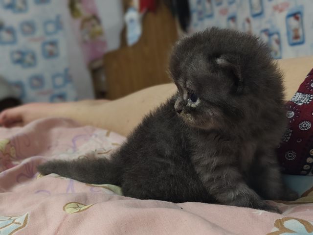 แมวเปอร์เซีย รูปที่ 3