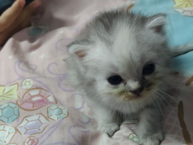แมวเปอร์เซีย รูปที่ 5