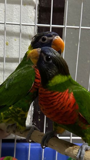 โนรี เรนโบ รูปที่ 2