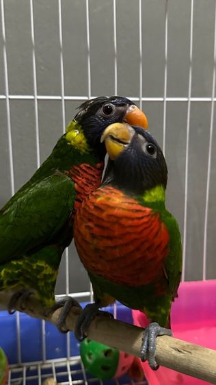 อื่นๆ โนรี เรนโบ