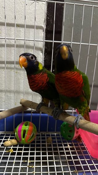 โนรี เรนโบ รูปที่ 3