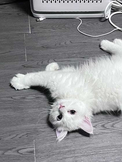 เปอร์เซีย (Persian) เปอร์เซีย