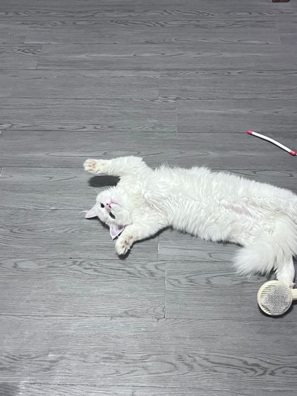 เปอร์เซีย รูปที่ 3