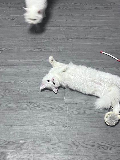 เปอร์เซีย รูปที่ 5