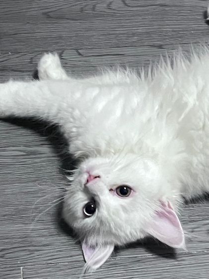 เปอร์เซีย รูปที่ 2