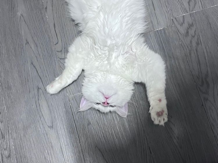 เปอร์เซีย รูปที่ 4