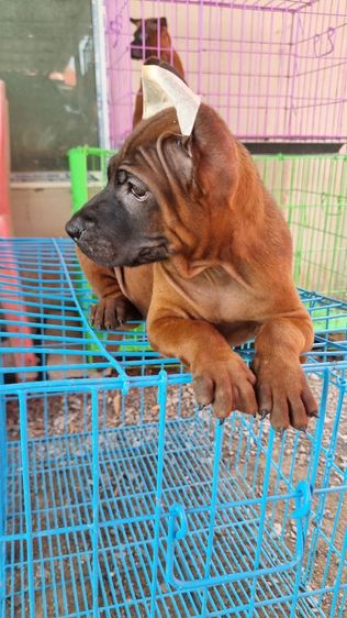 ไทยหลังอานแท้สายเลือดดีโครงสร้างใหญ่ รูปที่ 12