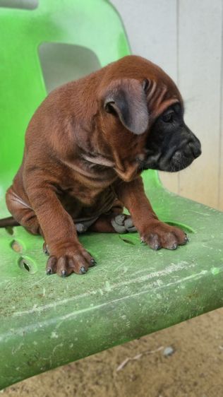 ไทยหลังอานแท้สายเลือดดีโครงสร้างใหญ่ รูปที่ 3