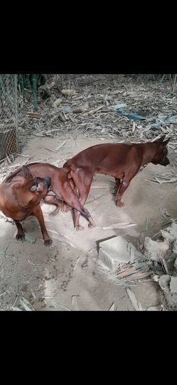 ไทยหลังอานแท้สายเลือดดีโครงสร้างใหญ่ รูปที่ 11