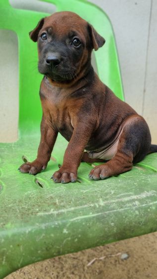 ไทยหลังอานแท้สายเลือดดีโครงสร้างใหญ่ รูปที่ 8