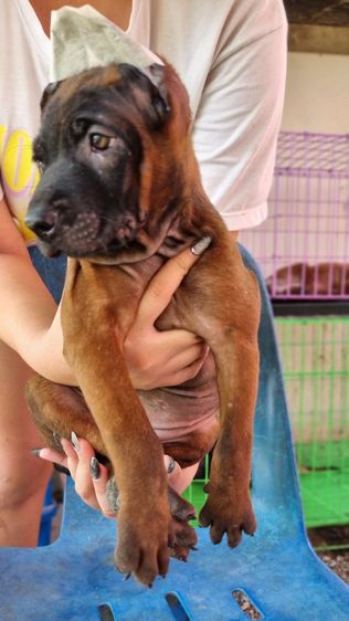 ไทยหลังอานแท้สายเลือดดีโครงสร้างใหญ่ รูปที่ 13