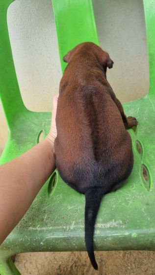 ไทยหลังอานแท้สายเลือดดีโครงสร้างใหญ่ รูปที่ 10