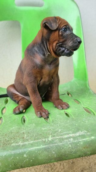 ไทยหลังอานแท้สายเลือดดีโครงสร้างใหญ่ รูปที่ 9