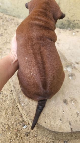 ไทยหลังอานแท้สายเลือดดีโครงสร้างใหญ่ รูปที่ 4