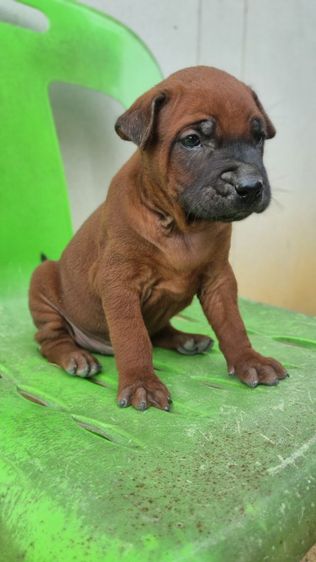 ไทยหลังอานแท้สายเลือดดีโครงสร้างใหญ่ รูปที่ 6