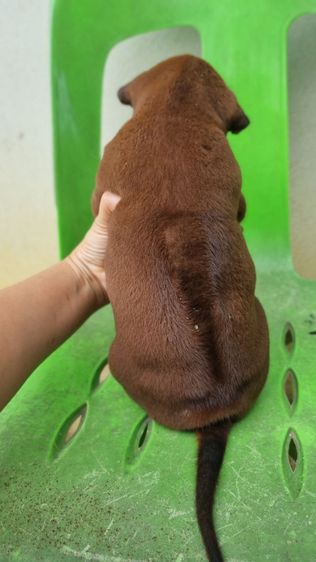 ไทยหลังอานแท้สายเลือดดีโครงสร้างใหญ่ รูปที่ 7