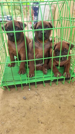 ไทยหลังอานแท้สายเลือดดีโครงสร้างใหญ่