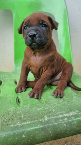 ไทยหลังอานแท้สายเลือดดีโครงสร้างใหญ่ รูปที่ 5