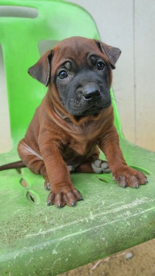 ไทยหลังอานแท้สายเลือดดีโครงสร้างใหญ่ รูปที่ 2